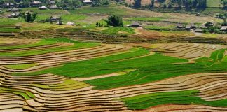 Mù Cang Chải đẹp ngỡ ngàng mùa nước đổ, Du lịch, du lich, du lich viet nam, du lich the gioi, du lich 2012, kinh nghiem du lich, du lich chau au, du lich chau a, kham pha the gioi, dia diem du lich