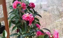 Cách trồng và chăm sóc cây hoa hải đường - 1