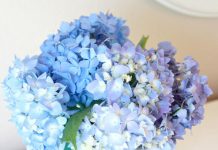 Mẹo giữ hoa cẩm tú cầu tươi lâu - 1