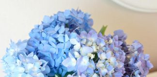 Mẹo giữ hoa cẩm tú cầu tươi lâu - 1