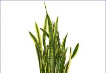 5 cây cảnh đẹp, dễ chăm trong nhà 5-cay-canh-dep-de-cham-trong-nha-lamsao.com-1