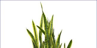 5-cay-canh-dep-de-cham-trong-nha-lamsao.com-1