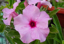 Làm sao để gieo trồng sứ Thái bằng hạt - 1