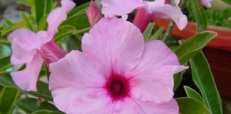 Làm sao để gieo trồng sứ Thái bằng hạt - 1