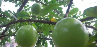 Bài thuốc chữa bệnh từ trái đào tiên