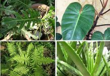 cây cảnh hút khí độc nhất định phải trồng quanh nhà 1