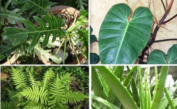 cây cảnh hút khí độc nhất định phải trồng quanh nhà 1