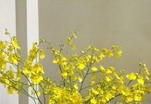 Chọn hoa ngày Tết đem may mắn tài lộc đến nhà - 1