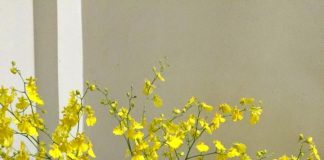 Chọn hoa ngày Tết đem may mắn tài lộc đến nhà - 1