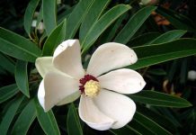 Tìm hiểu về cây vàng tâm – loại cây thay cho 6.700 cây xanh ở Hà Nội Tìm hiểu về cây vàng tâm - loại cây thay cho 6.700 cây xanh ở Hà Nội - 1