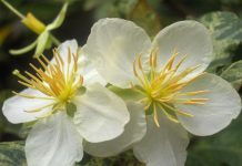 Cách trồng mai trắng miền Bắc   - 1