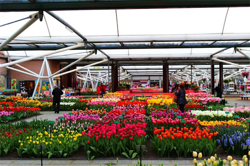 Ngất ngây giữa rừng hoa tulip ở 'khu vườn châu Âu'