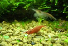 Những thiết bị, dụng cụ cần thiết khi lập hồ thuỷ sinh - 1