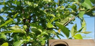 Công dụng chữa bệnh tuyệt vời của cây vối 1