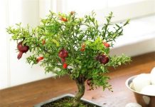 Các loại cây mang lại may mắn cho gia đình trong dịp Tết 10