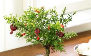 Các loại cây mang lại may mắn cho gia đình trong dịp Tết 10