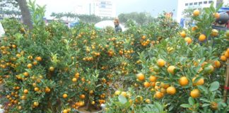 Phương pháp chăm sóc cây quất cảnh trưng Tết - 1