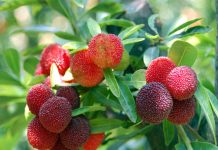 cach_trong_thanh_mai_tai_nha_ma_khong_can_cham_soc