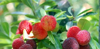 cach_trong_thanh_mai_tai_nha_ma_khong_can_cham_soc