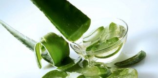 Lô hội – cây thuốc vàng cho mọi gia đình