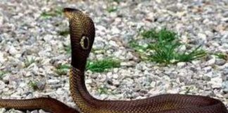 4 bài thuốc dân gian sơ cứu và phòng rắn cắn - Sức Khỏe - Kiến thức y học - Sức khỏe gia đình - Y học cổ truyền