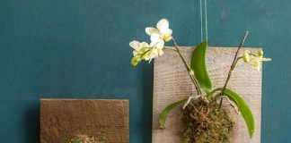 Cách làm chậu cây 