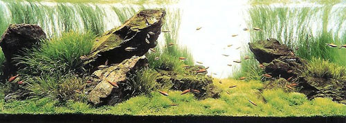 Các loài cây thuỷ sinh chuộng ánh sáng đã được sắp xếp trong bố cục của iwagumi dùng đá manten-seki. Bố cục này có ấn tương rất thiên nhiên với sự kết hợp của nhiều loại cây thuỷ sinh khác nhau.