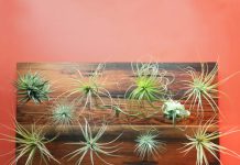 Cây không khí: Điều hòa xanh cho nhà đẹp - 1