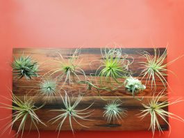 Cây không khí: Điều hòa xanh cho nhà đẹp - 1