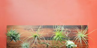 Cây không khí: Điều hòa xanh cho nhà đẹp - 1