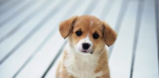 Những điều cần biết khi nuôi chó theo phong thủy 1