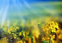 Đoán tính cách qua sở thích thiên nhiên - 1