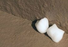 Cách đuổi chuột đơn giản chỉ từ bông và giấm 1