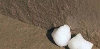 Cách đuổi chuột đơn giản chỉ từ bông và giấm 1