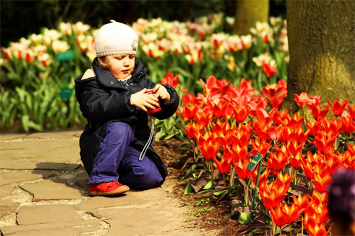 Ngất ngây giữa rừng hoa tulip ở 'khu vườn châu Âu'