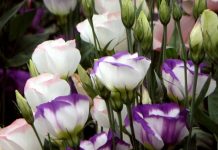 Các loại hoa tết nhất định phải mua trong dịp Tết này 1