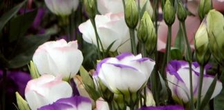 Các loại hoa tết nhất định phải mua trong dịp Tết này 1