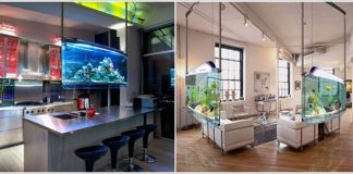 8 ý tưởng bể cá độc đáo cho nhà hiện đại - 5