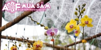 Ghé nhà vườn chọn mua lan ngày Tết - 1