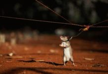 Cách làm bẫy chuột đơn giản mà hiệu quả ngay tại nhà 1Cách làm bẫy chuột đơn giản mà hiệu quả ngay tại nhà