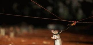 Cách làm bẫy chuột đơn giản mà hiệu quả ngay tại nhà 1Cách làm bẫy chuột đơn giản mà hiệu quả ngay tại nhà