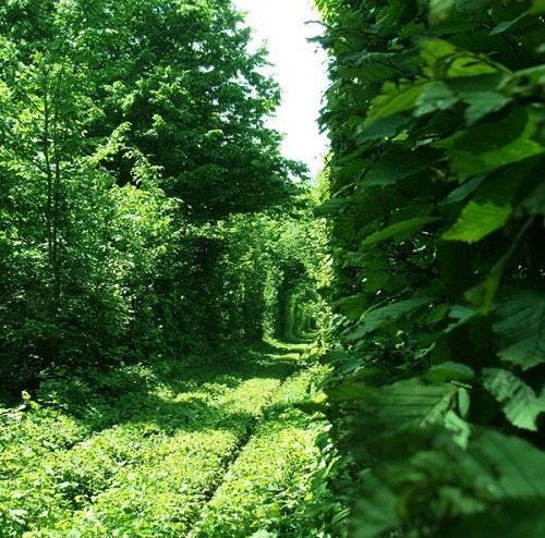 Tunnel of Love