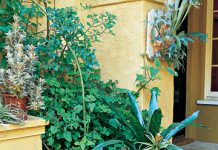 Archi - Những góc vườn nhỏ mà xinh