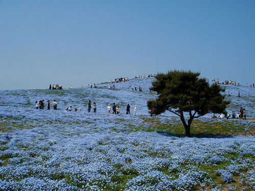 Nhật Bản: Những thiên đường hoa nở rộ vào tháng 5