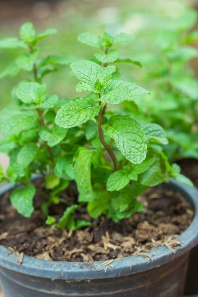 Cách trồng cây bạc hà tiện lợi ‘một công đôi ba việc’ 5