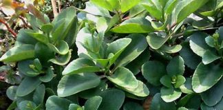 Cây lá bỏng: Không chỉ trị bỏng | Cây lá bỏng,Thuốc dân gian,Thuốc trị bệnh đường ruột