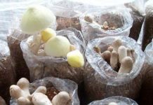 Kỹ thuật trồng nấm rơm - 1