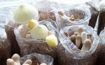 Kỹ thuật trồng nấm rơm - 1