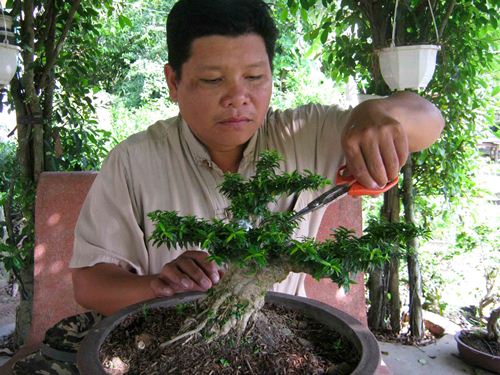 Cách chăm sóc cây bonsai trong nhà để giữ dáng cho cây 2