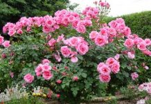 Hướng dẫn cách chọn hoa ngày Tết vừa bền và đẹp 1